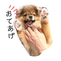 [LINEスタンプ] 小太郎すたんぷ1