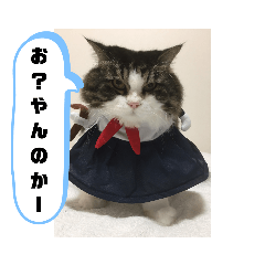 [LINEスタンプ] 横さんちのCat'sスタンプ