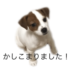 [LINEスタンプ] ジャックラッセル犬ピッピ敬語編