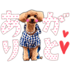 [LINEスタンプ] トイプーのモカちゃん❤