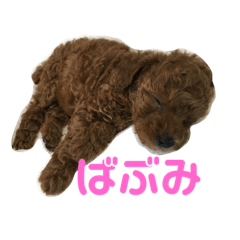 [LINEスタンプ] うちの犬と時々絵