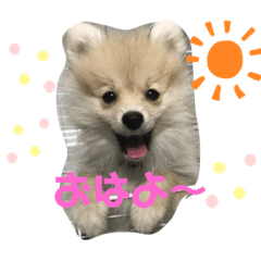 [LINEスタンプ] ポメラニアンスタンプ♡