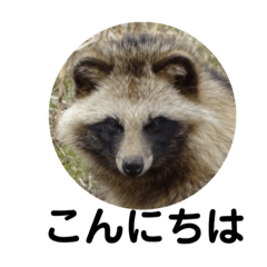 [LINEスタンプ] raccoon dog 狸