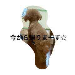 [LINEスタンプ] 絶対的アイドルイッヌ