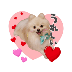 [LINEスタンプ] ポメラニアン もものスタンプ