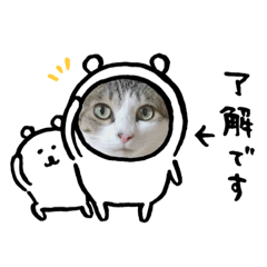 きじ白猫ちゃん3
