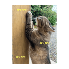 [LINEスタンプ] キジマルスタンプ