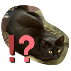 [LINEスタンプ] ふかのけねこ