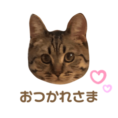 [LINEスタンプ] マンチカンのまるくん