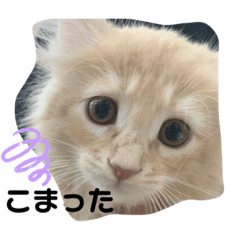 [LINEスタンプ] 大型猫ちゃん メインクーン
