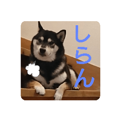 [LINEスタンプ] 柴犬   ―シキブ―