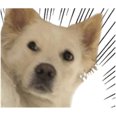[LINEスタンプ] かんぱちとゆき