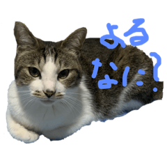 [LINEスタンプ] くろとしまのスタンプ