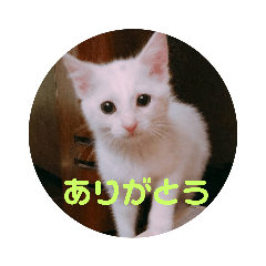 [LINEスタンプ] 白猫のあんこ