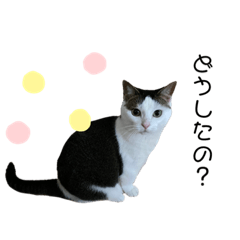 [LINEスタンプ] 猫 マンチカン Ⅴ