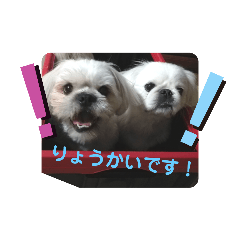 [LINEスタンプ] れん＆きく ワンワン2