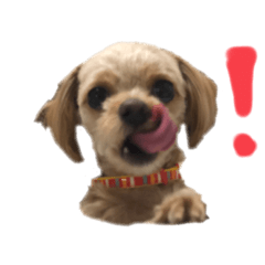 [LINEスタンプ] 犬のりんくん