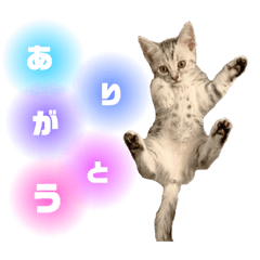 [LINEスタンプ] ごまちん