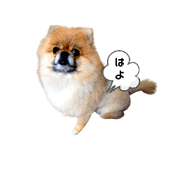 [LINEスタンプ] ポメラニアンポポ