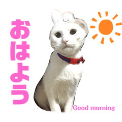 [LINEスタンプ] メイちゃんスタンプときどきコウキ
