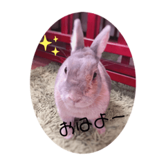 [LINEスタンプ] スコラビ