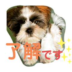 [LINEスタンプ] あいらぶ・シーズーのむーちゃん