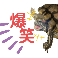 [LINEスタンプ] かめきちのつぶやき No. 2