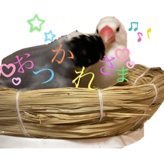 [LINEスタンプ] 桜文鳥と白文鳥のスタンプ②