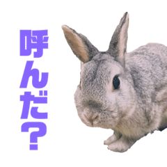 [LINEスタンプ] ぽこ様の下僕が使うスタンプ