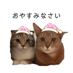 [LINEスタンプ] よこたとまるみ