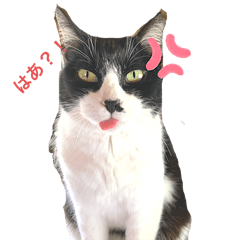 [LINEスタンプ] アニマルシェルタースタンプ