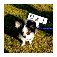 [LINEスタンプ] 犬のスタンプ方言バラバラ編