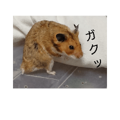 [LINEスタンプ] ハムタスず