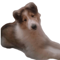 [LINEスタンプ] コリーのとったん5