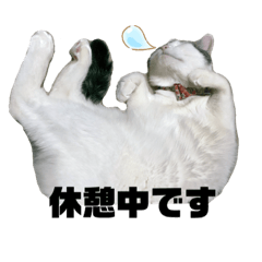 [LINEスタンプ] チロちゃん日和