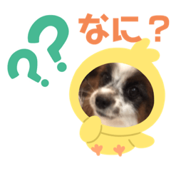 [LINEスタンプ] 我が家のワンサマ