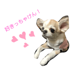 [LINEスタンプ] 博多のあん①