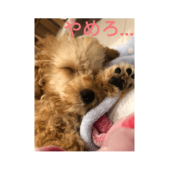 [LINEスタンプ] 僕の犬の日常生活3