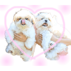 [LINEスタンプ] もこもこえんじぇる