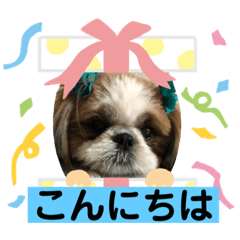 [LINEスタンプ] シーズーみんなの快くん②