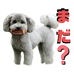 [LINEスタンプ] わんこの日常 ゆずみるく