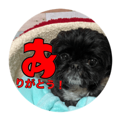 [LINEスタンプ] 犬のムサシ