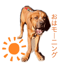 [LINEスタンプ] 仲良し犬舎