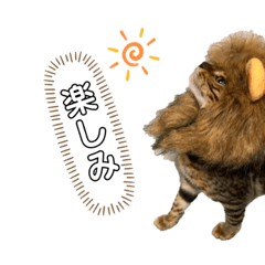 [LINEスタンプ] ねこ@Leo