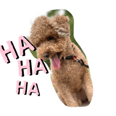 [LINEスタンプ] にゅーぴの