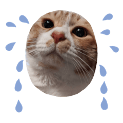 [LINEスタンプ] こぬ