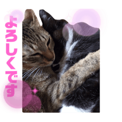 [LINEスタンプ] 斎藤家のニャろめだ
