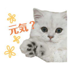 [LINEスタンプ] ペルシャ猫、ティファニーのスタンプ♡