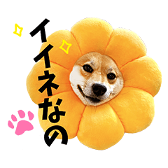 [LINEスタンプ] 柴犬ももっぷ【基本フレーズ編】