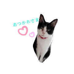 [LINEスタンプ] ねこにこばんpart3